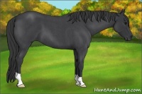 Horse Color:Blue Roan 