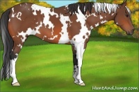 Horse Color:White Spotted Bay 