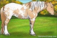 Horse Color:White Spotted Bay Pearl Appaloosa 