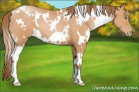 Horse Color:White Spotted Bay Pearl