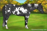 Horse Color:White Spotted Black