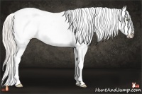 Horse Color:Silver Classic Champagne Dun Splash Varnish 