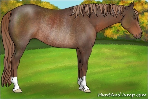 Horse Color:Liver Chestnut Rabicano 