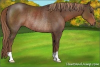 Horse Color:Liver Chestnut Rabicano 
