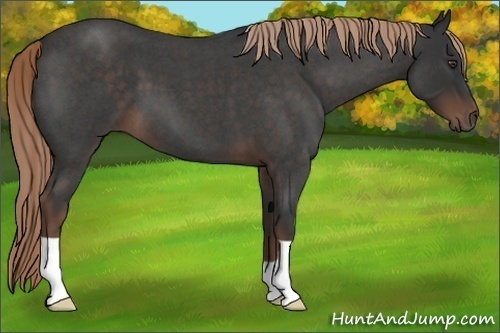 Horse Color:Liver Red Roan 
