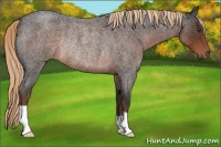 Horse Color:Liver Red Roan Rabicano