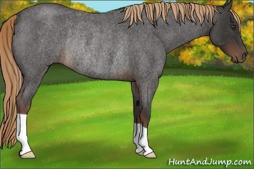 Horse Color:Liver Red Roan Rabicano 