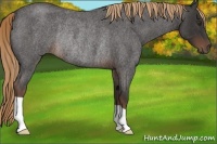 Horse Color:Liver Red Roan Rabicano 