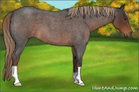 Horse Color:Liver Red Roan 