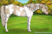 Horse Color:White Spotted Liver Chestnut Pearl Appaloosa 