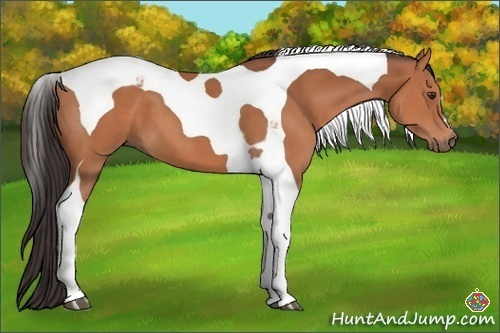 Horse Color:Bay Tobiano 