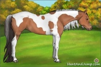 Horse Color:Bay Tobiano 