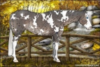 Horse Color:White Spotted Liver Chestnut Ice Splash Rabicano
