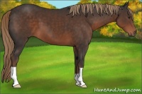 Horse Color:Liver Chestnut 