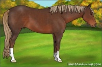 Horse Color:Liver Chestnut 