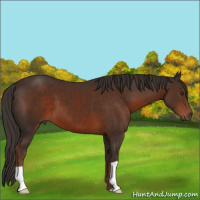 Horse Color:Liver Chestnut 