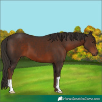 Horse Color:Liver Chestnut 