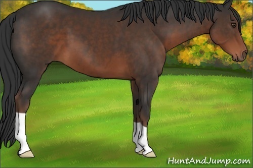 Horse Color:Liver Chestnut 