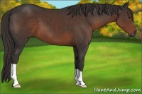 Horse Color:Liver Chestnut 