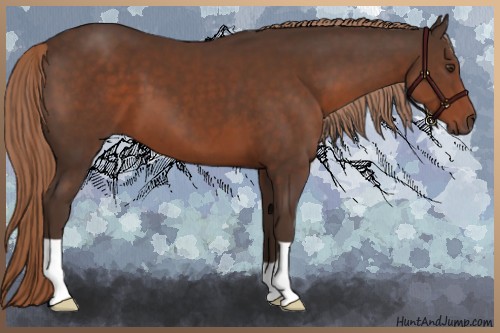 Horse Color:Liver Chestnut 
