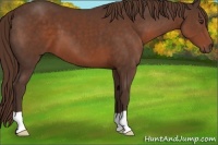 Horse Color:Liver Chestnut 