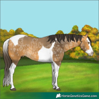 Horse Color:Buckskin Ice Splash Tobiano 