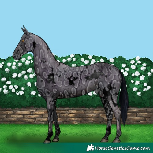 Horse Color:ERROR: UNKNOWN ANOMALY