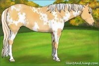 Horse Color:White Spotted Palomino