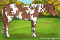 Horse Color:White Spotted Chestnut 