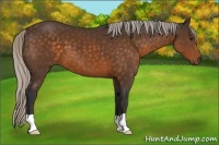 Horse Color:Silver Buckskin 