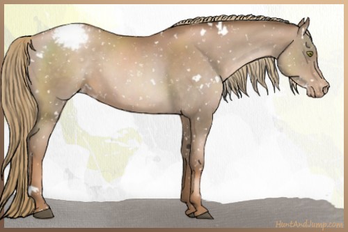 Horse Color:White Spotted Liver Chestnut Pearl Snowcap