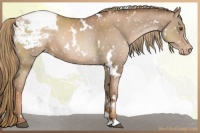 Horse Color:White Spotted Liver Chestnut Pearl Appaloosa 