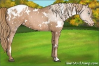 Horse Color:White Spotted Liver Chestnut Pearl Snowflake Varnish 