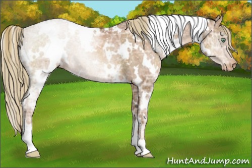 Horse Color:White Spotted Liver Chestnut Ice Pearl Snowcap