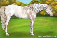 Horse Color:White Spotted Liver Chestnut Ice Pearl Snowcap