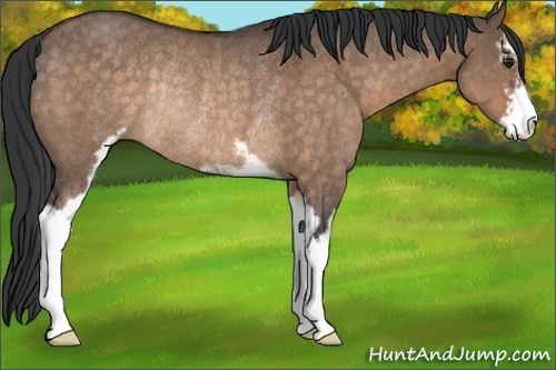 Horse Color:Brown Dun Sabino Rabicano 