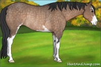Horse Color:Brown Dun Sabino Rabicano 