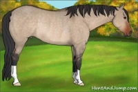 Horse Color:Brown Dun Rabicano 