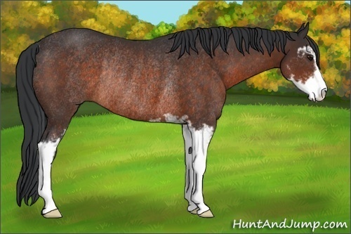 Horse Color:Brown Sabino Rabicano 