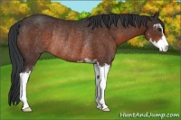 Horse Color:Brown Sabino Rabicano