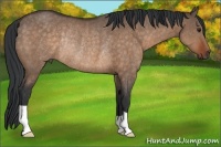Horse Color:Brown Dun Rabicano 