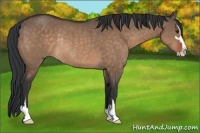 Horse Color:Brown Dun Sabino Rabicano
