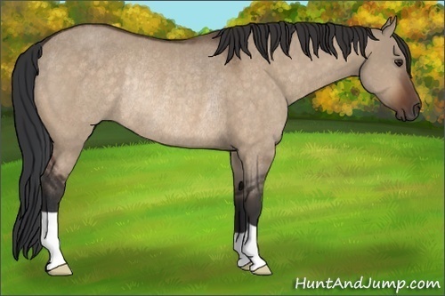 Horse Color:Brown Dun Rabicano 