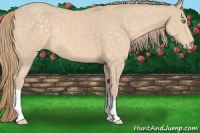 Horse Color:Perlino 