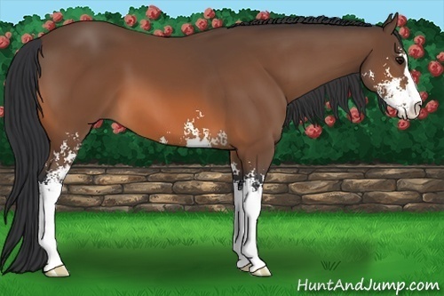 Horse Color:Bay Sabino