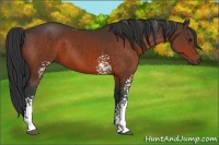 Horse Color:White Spotted Brown 
