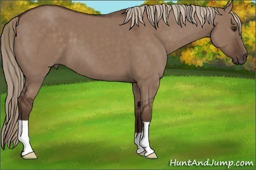 Horse Color:Liver Red Dun