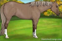 Horse Color:Liver Red Dun 