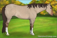 Horse Color:Liver Red Dun 