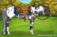 Horse Color:White Spotted Black Appaloosa